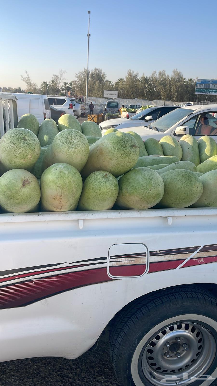 Al-Jouf from Al-Qassim vegetable market64141933162626110