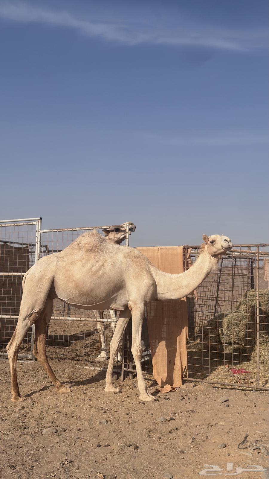 Camel for sale64141532982658110