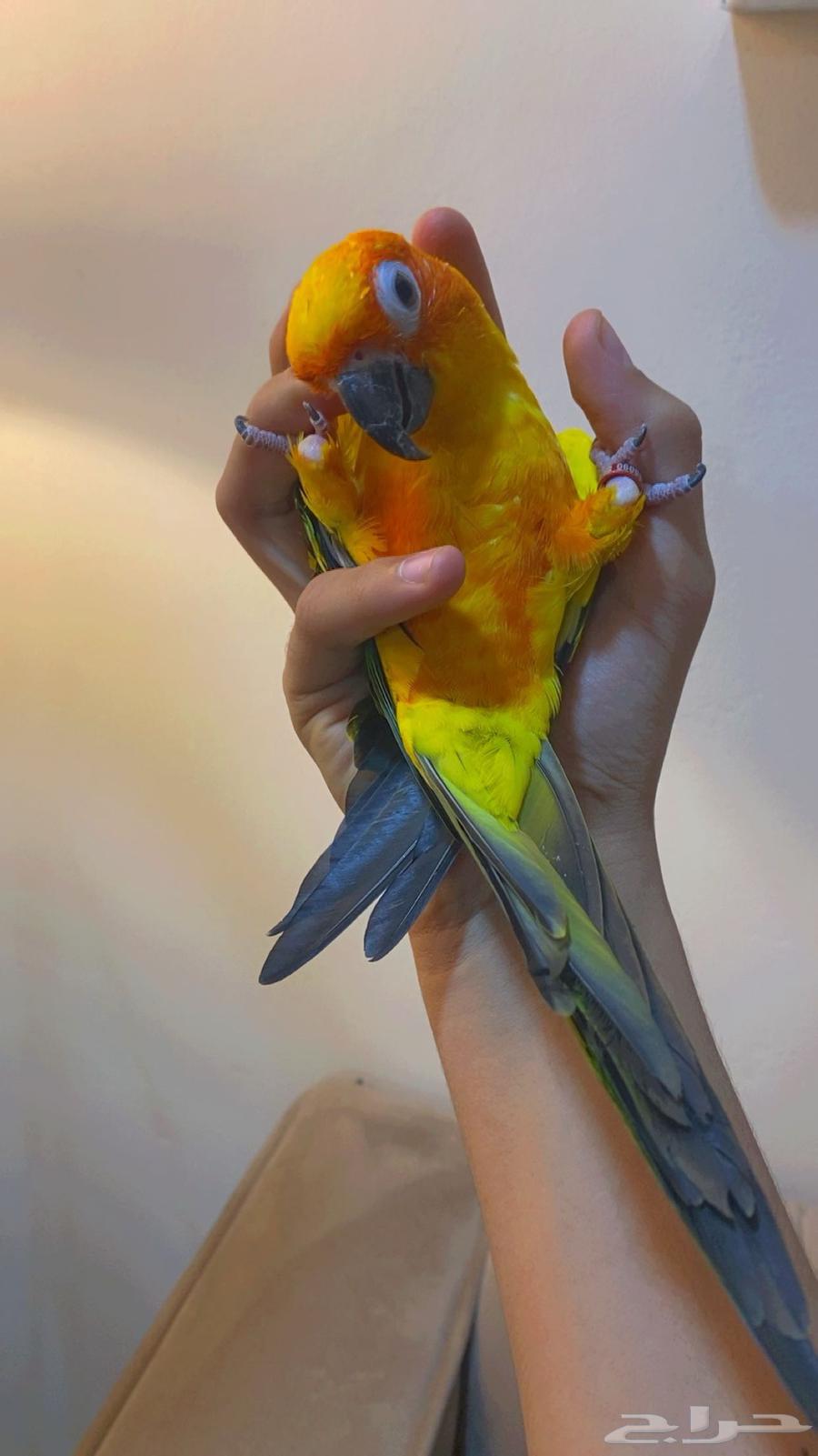 البيع ببغاء كنيور اليف ومتكلم وهدد وصبغته قويه جدا64144162519169114