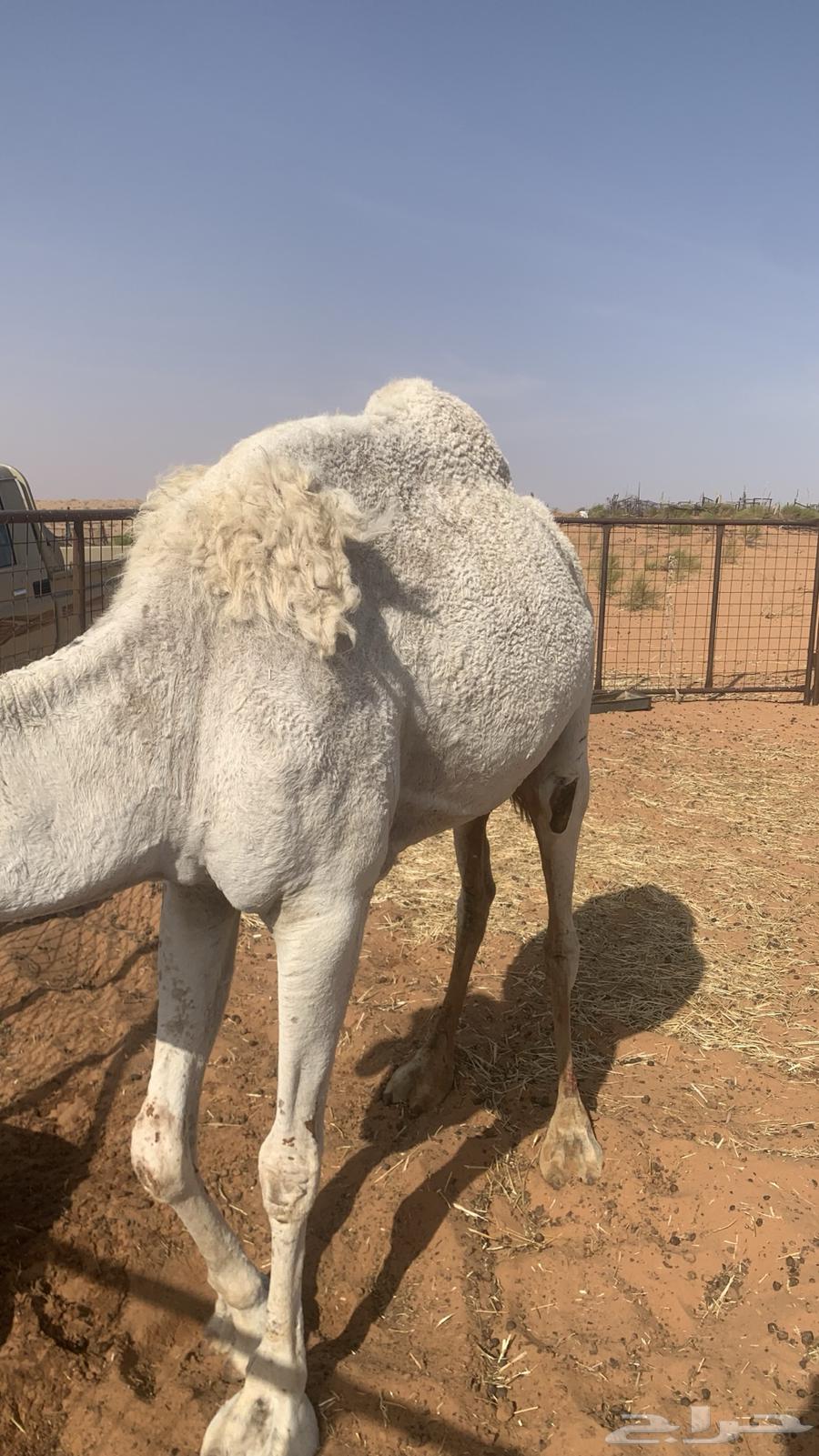 For sale, a virgin young she-camel, well-bred64141534613634112