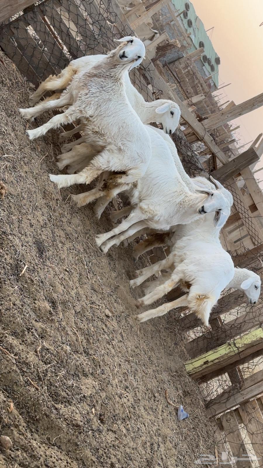 Good quality camel meat64142470518658111