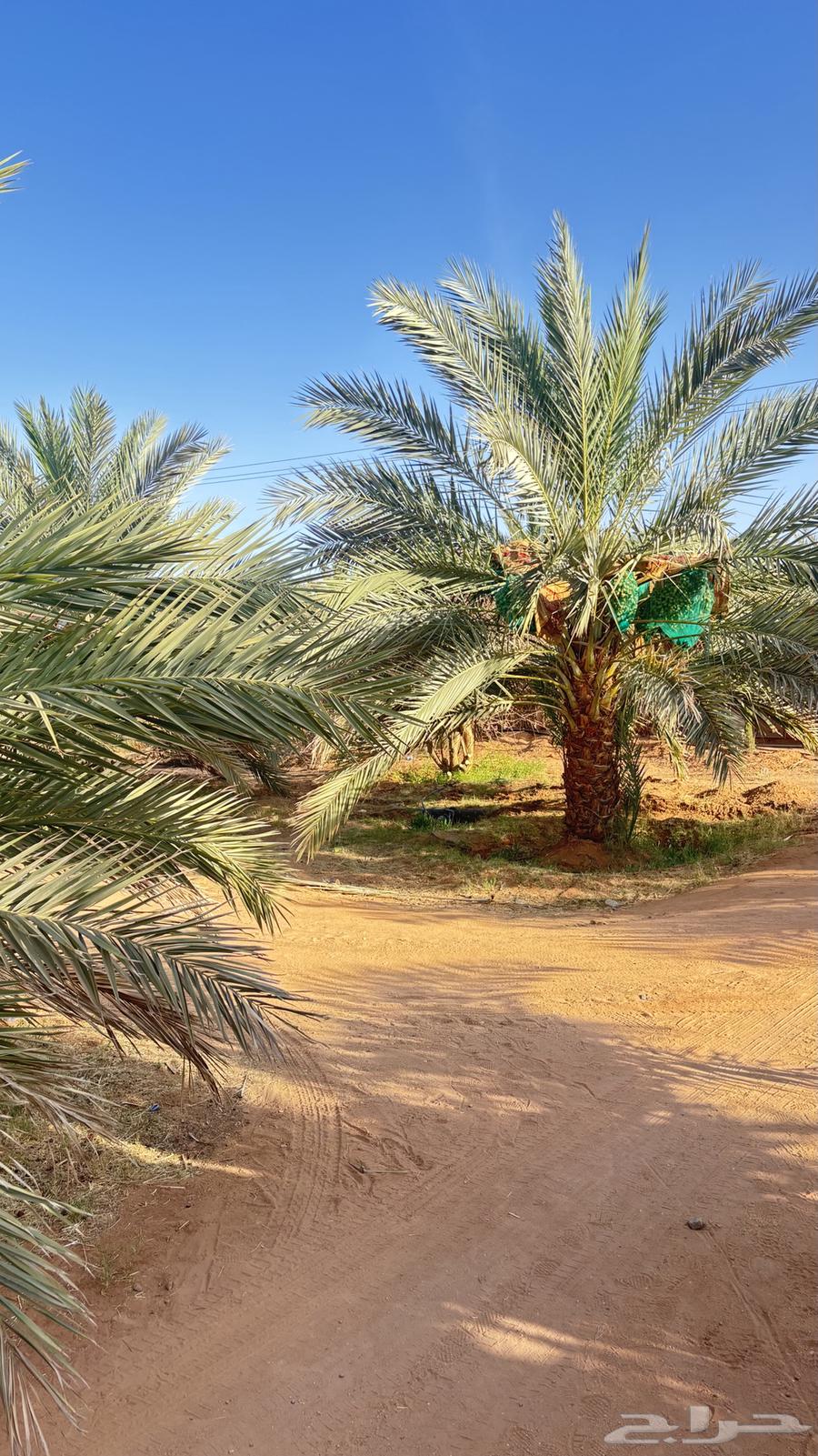 ثمر نخل للبيع64125039341443110