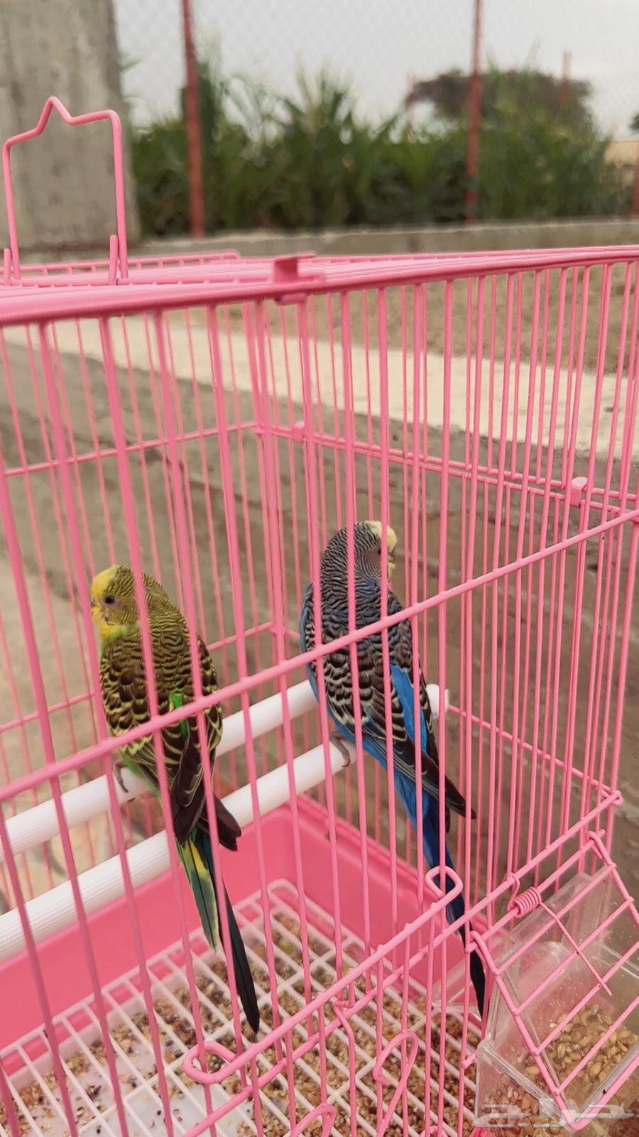 Birds63855235763970111
