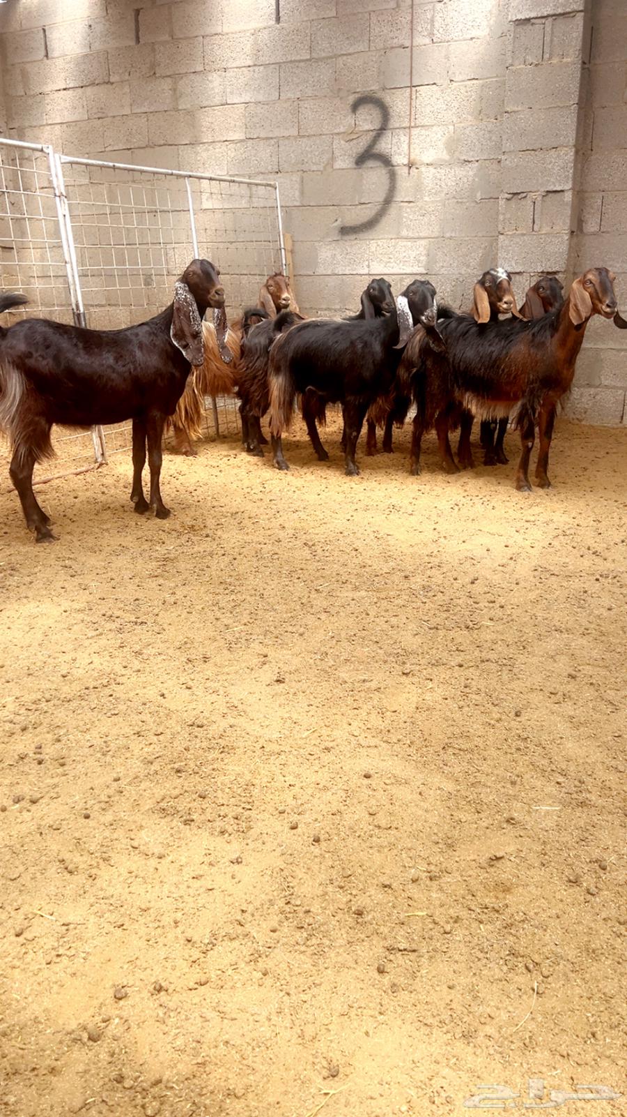 (Sold) Cypriot goats of a certain breed64141537330561112
