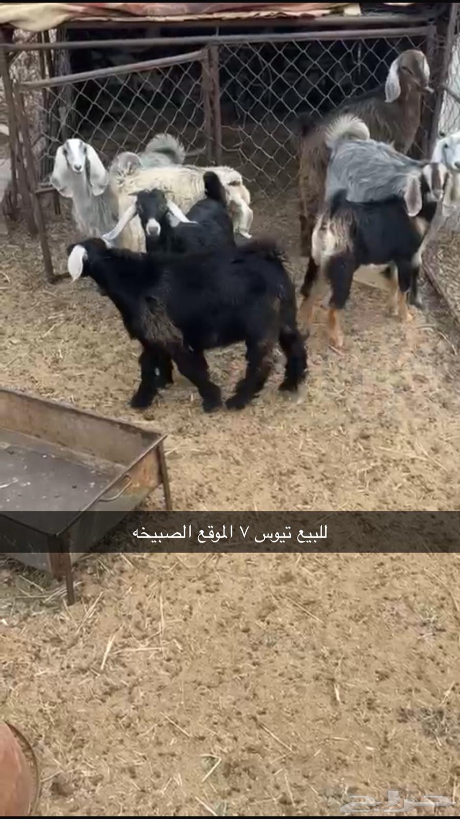 تيوس للبيع64141919622658110