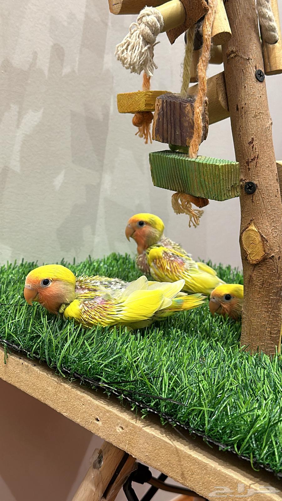 Crown and Rose Chicks for Sale64141534907651111