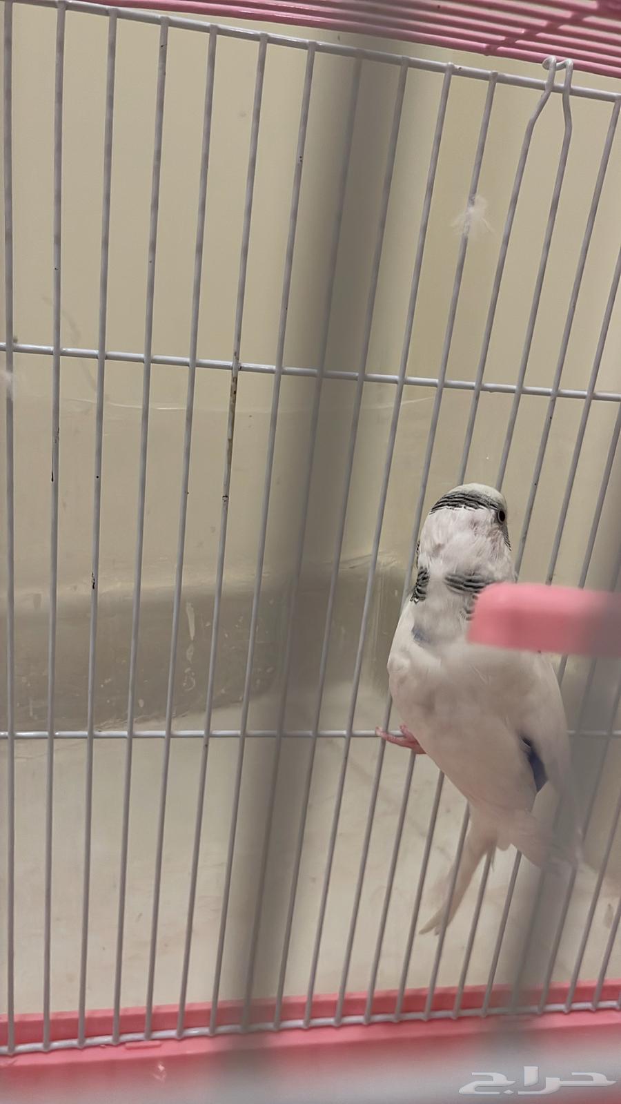 Budgie bird for sale with cage or food64141546795265114