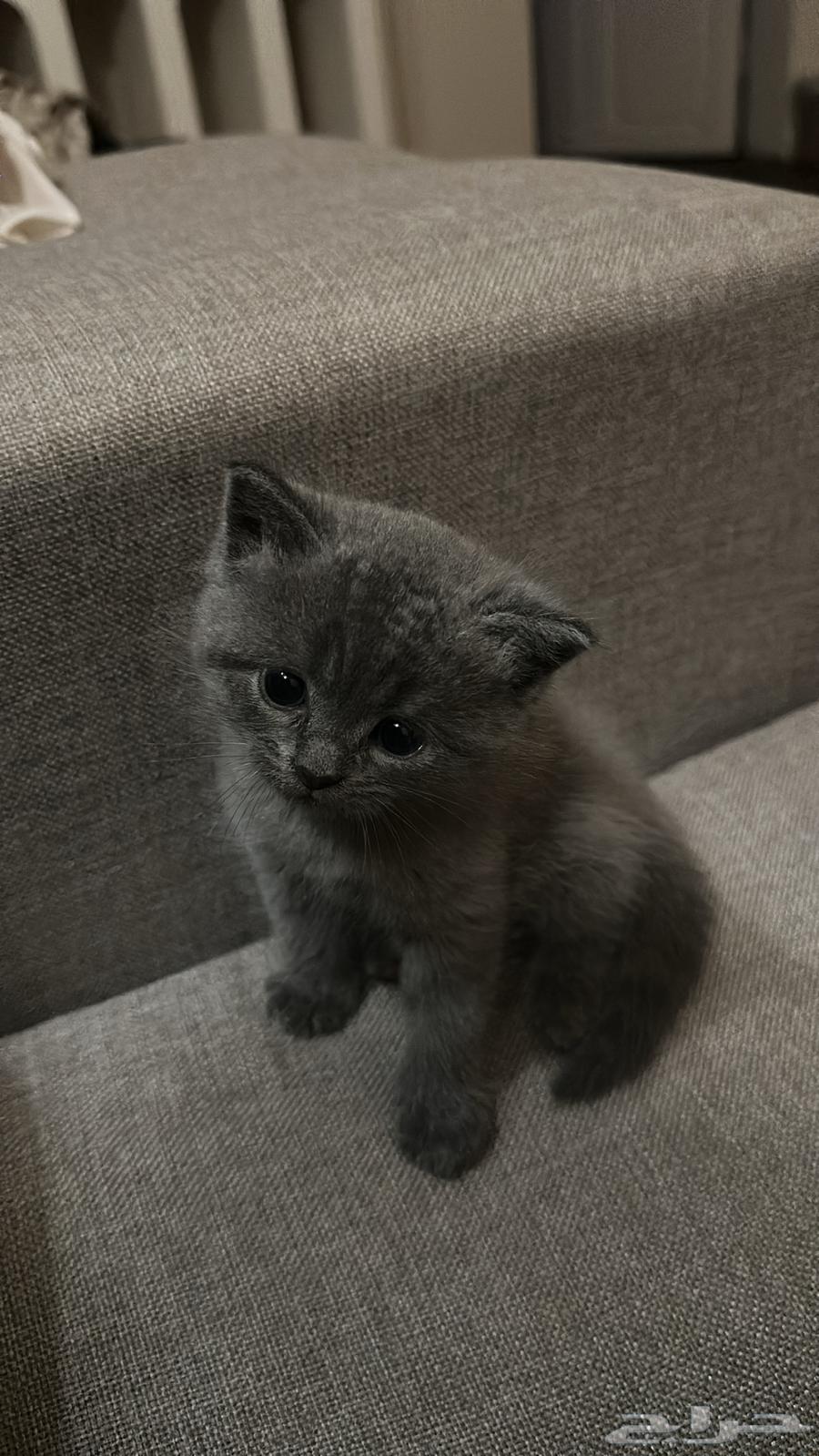 Scotch Straight British Cat for Sale64141928252162111