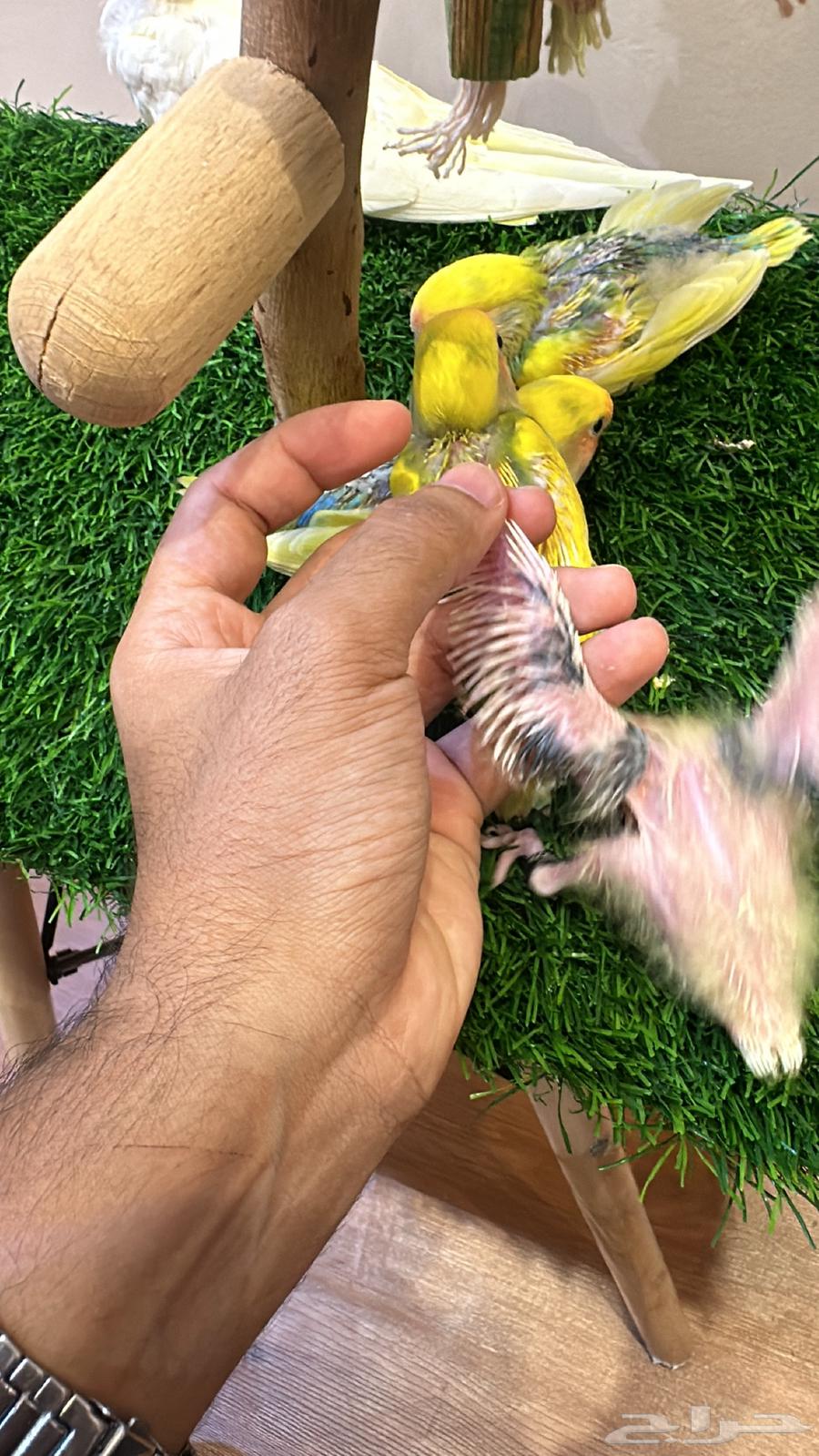 Crown and Rose Chicks for Sale64141534907651114