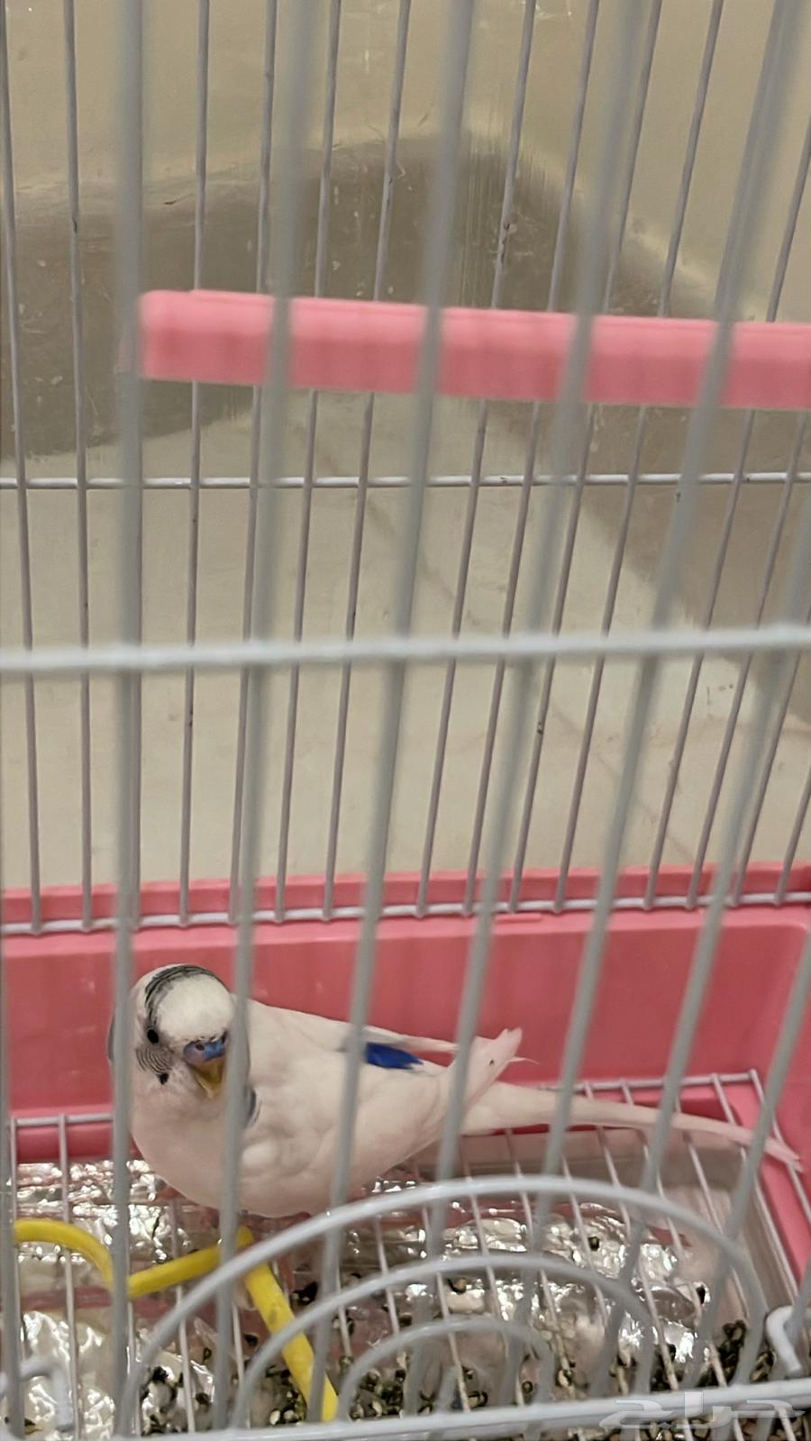 Budgie bird for sale with cage or food64141546795265112