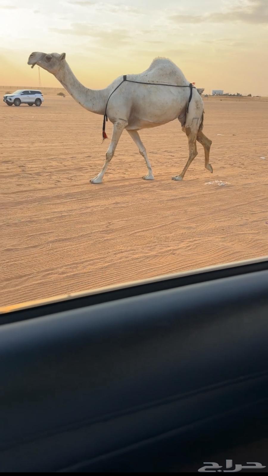 For sale, sheep64141920059779111