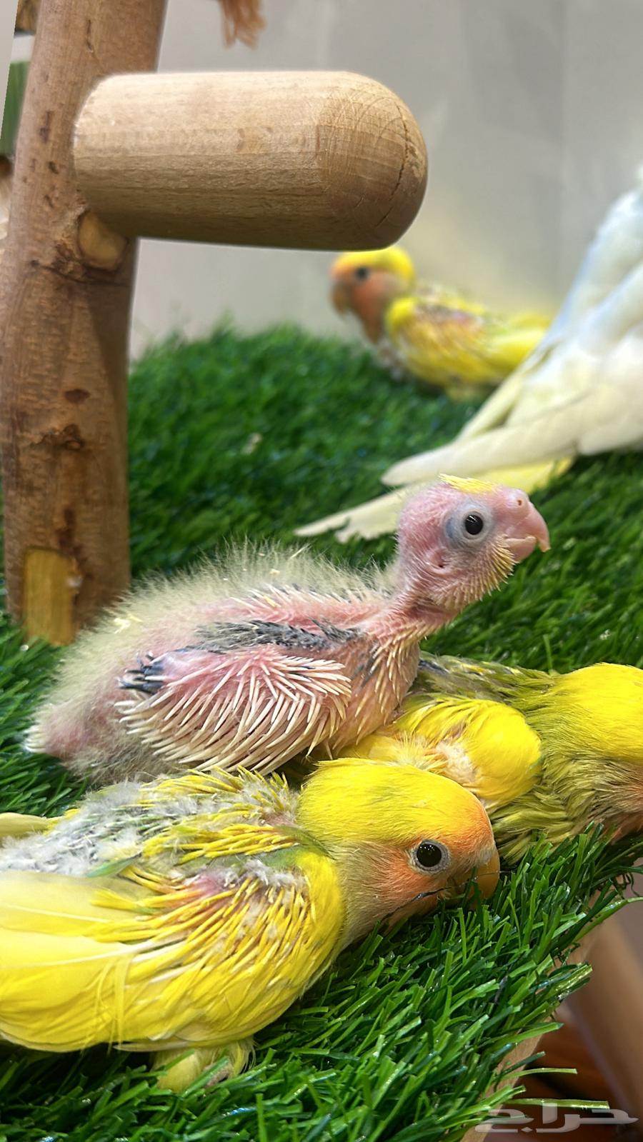Crown and Rose Chicks for Sale64141534907651110