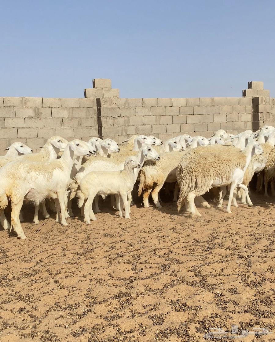 للبيع رخال حريات حرش64141548818947110