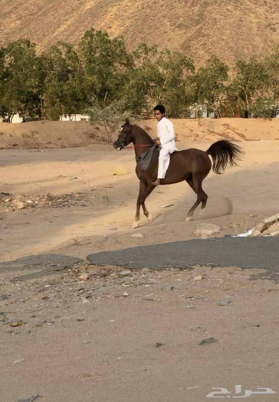 Horse64141925330563112