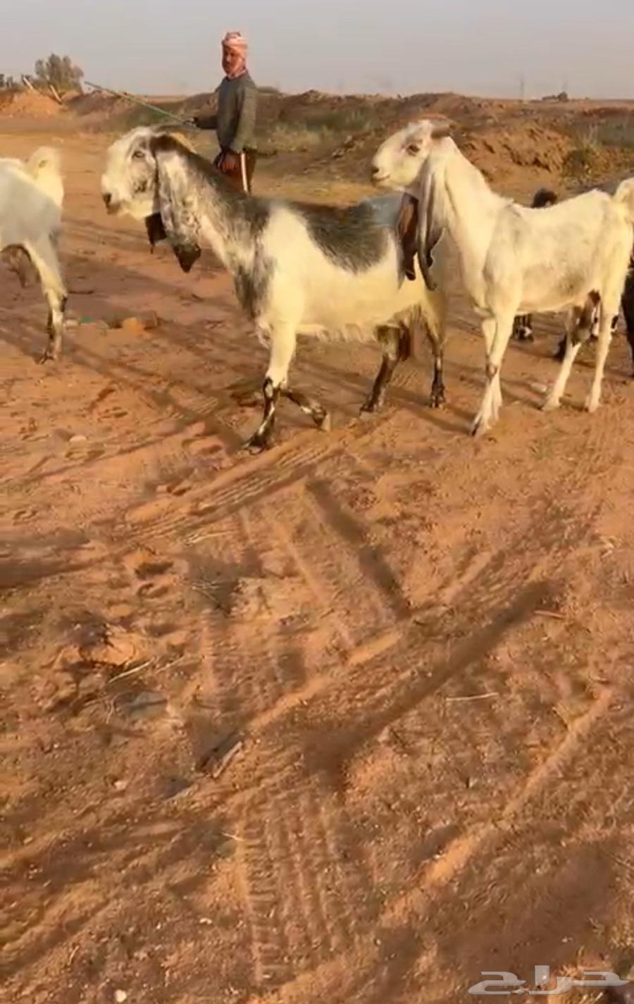 Fine male and female goats for sale64141917267842110
