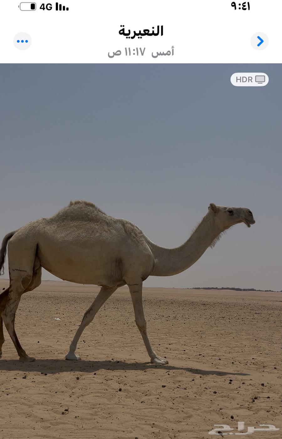 نياق ضرايب للبيع64129221522691111