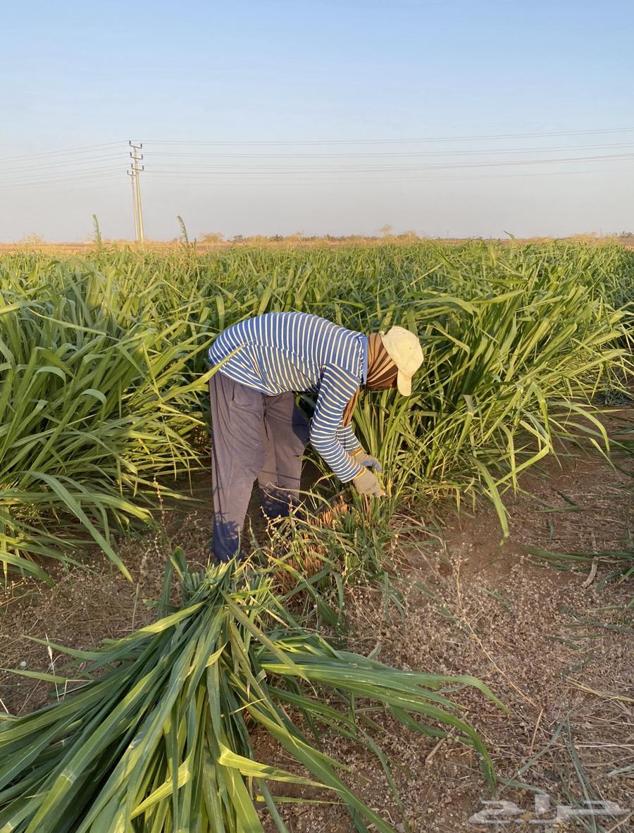 Spanish Pennisetum grass and seedlings64141927625474112