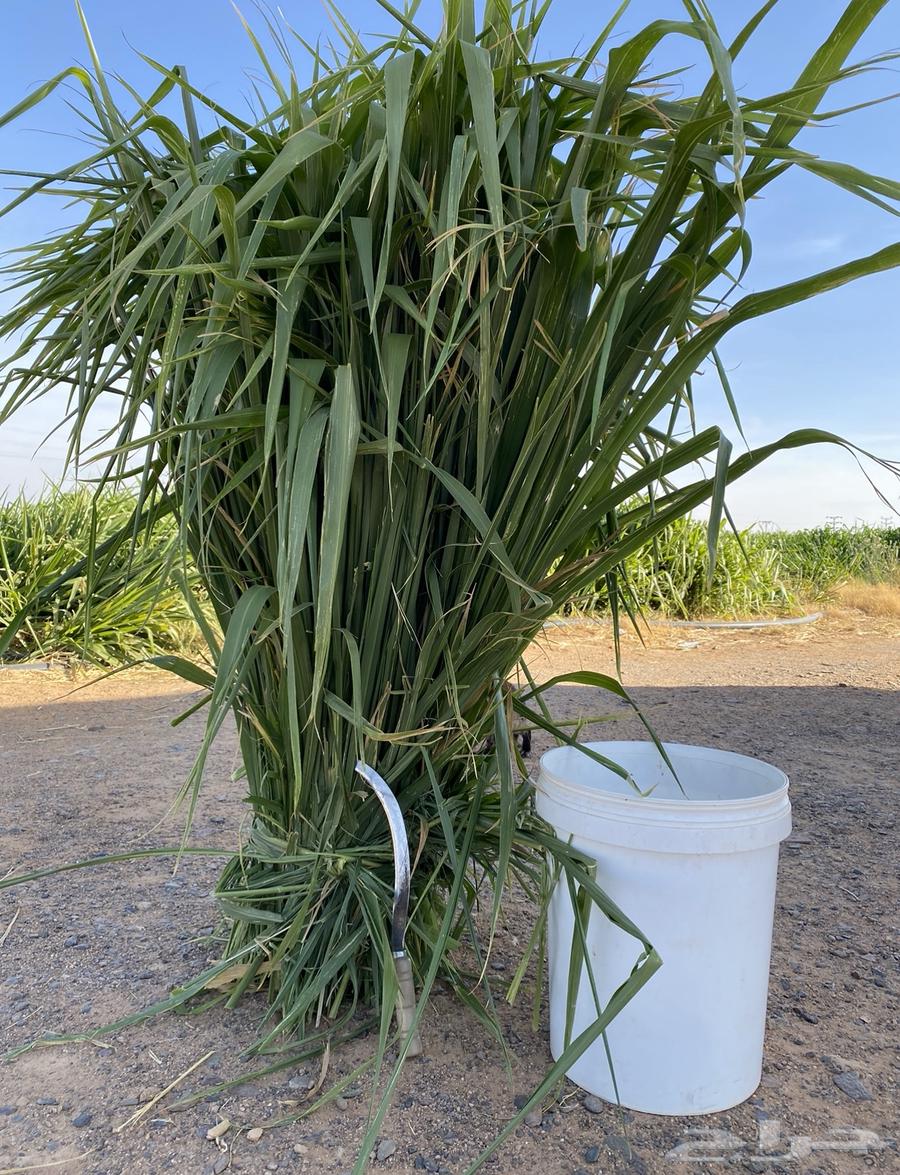 Spanish Pennisetum grass and seedlings64141927625474111