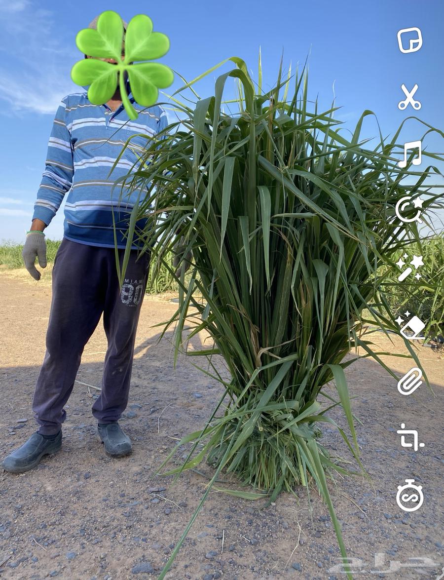 Spanish Pennisetum grass and seedlings64141927625474110
