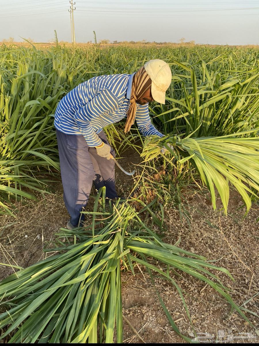 Spanish Pennisetum grass and seedlings64141927625474113