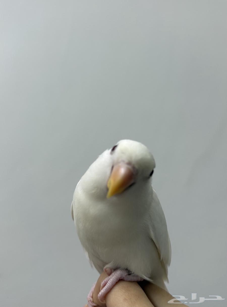 For sale Rose Albino Headed Bird64141913924738111