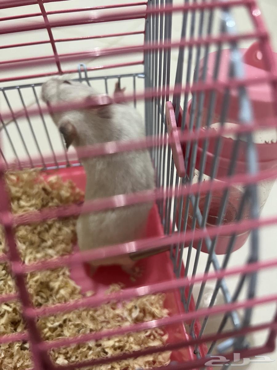 Hamster pair for sale64143478611201112