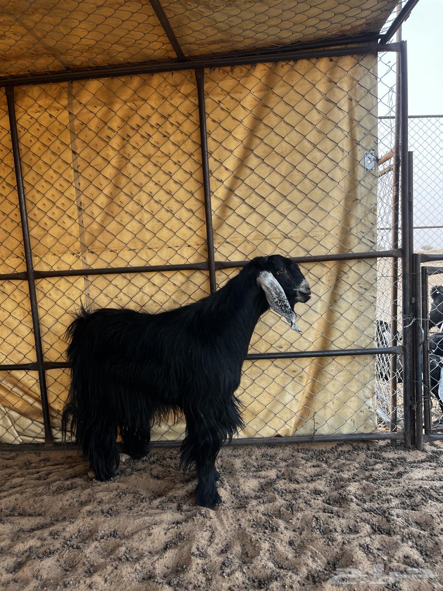 Good healthy male goat64141550462466112