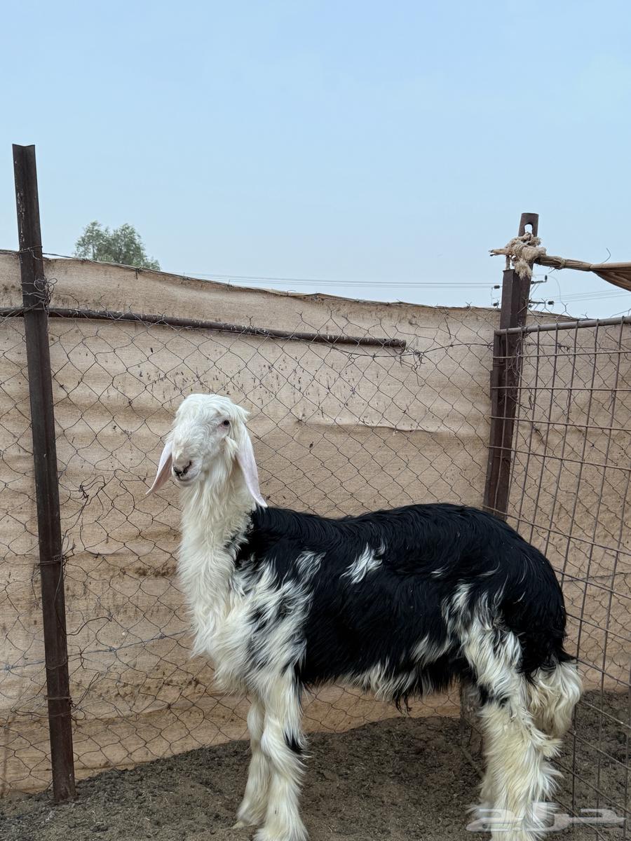 طليان نجد يتممن ( تم البيع)64141529762563110