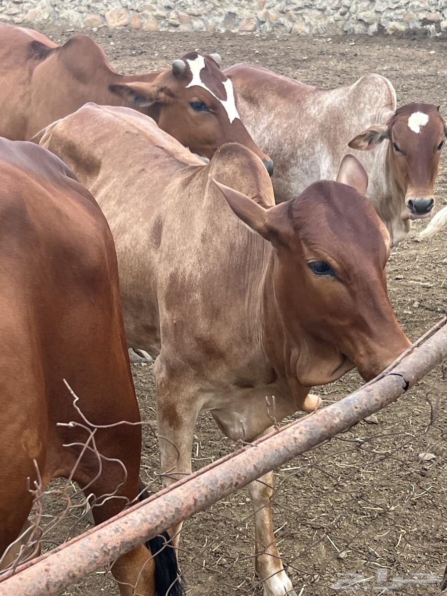 Fat sheep for sale64141933119362111