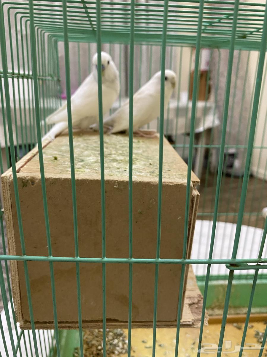 طيور حوب قير اليفت جوز64372346029954110