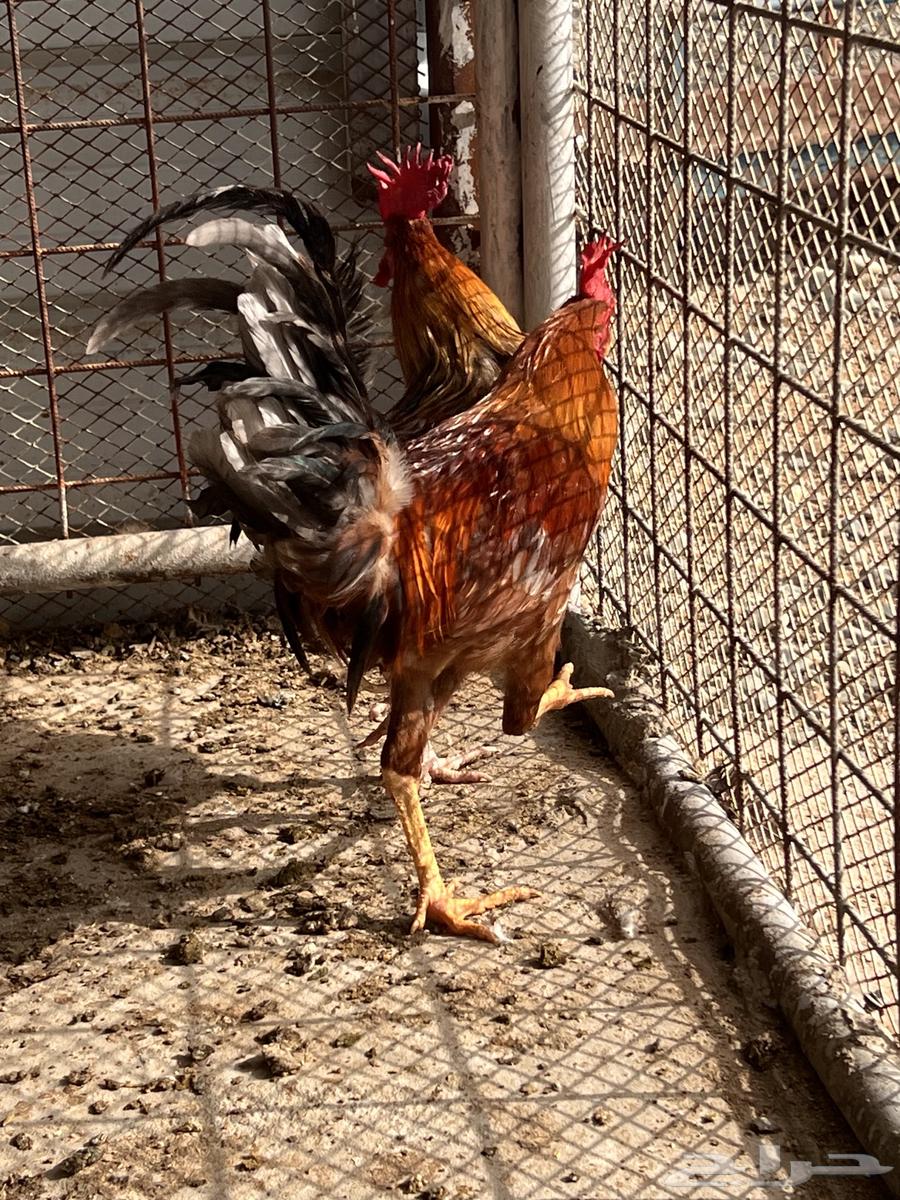 My roosters64127866644611113