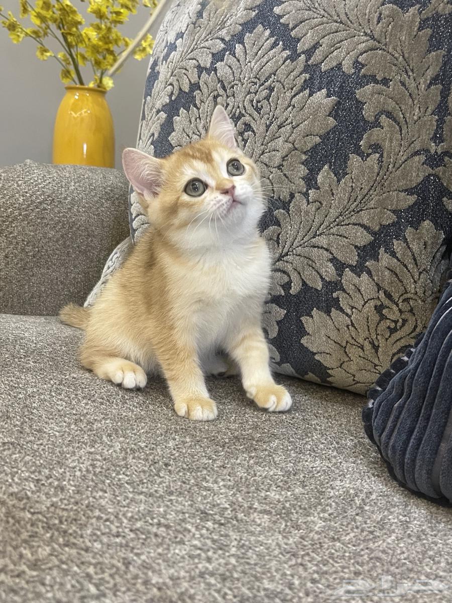 سكوتش ستريت للبيع64141924001153113