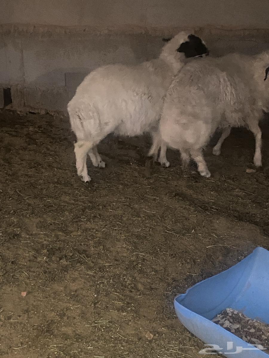 طليان للبيع العد 264141927726722111