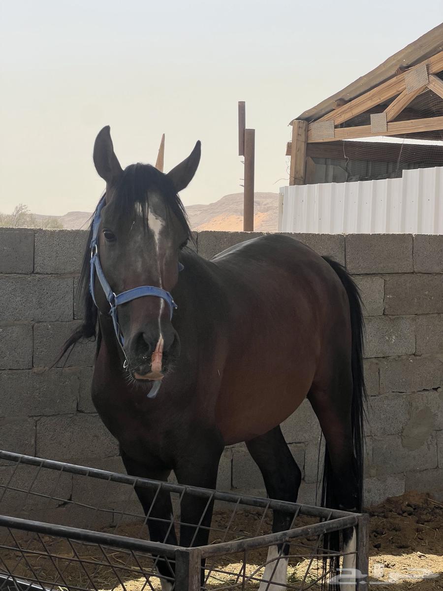 For sale horse64141923477505110