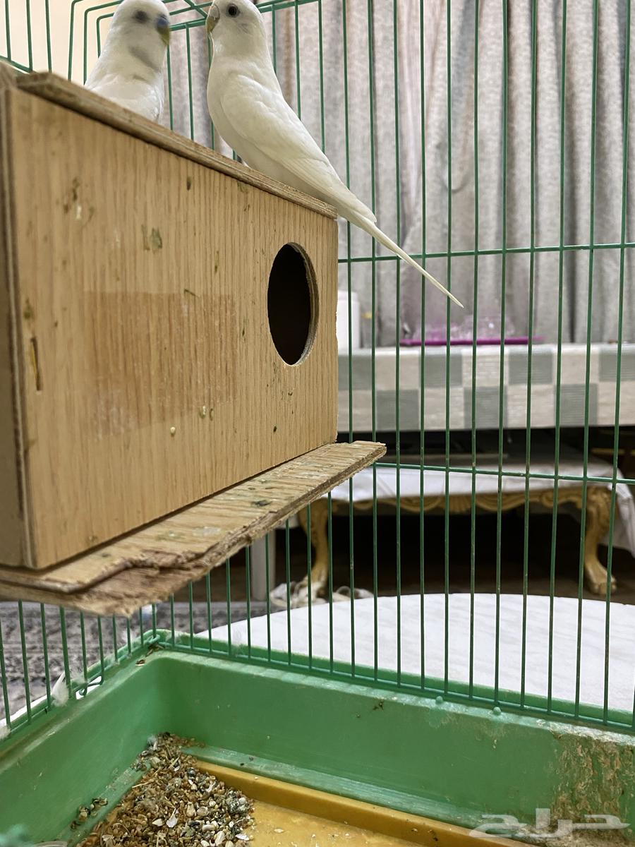 طيور حوب قير اليفت جوز64372346029954111