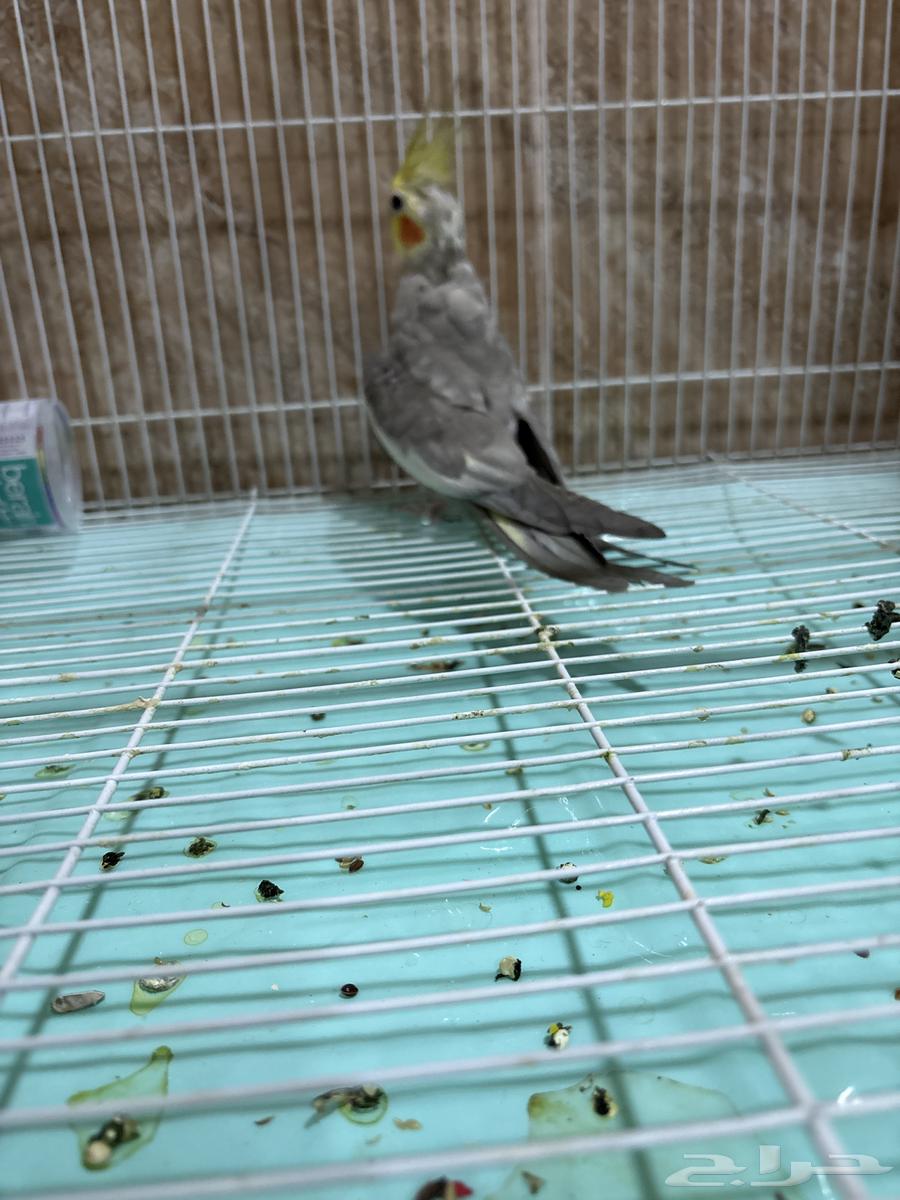 Crown for sale64142470342018111