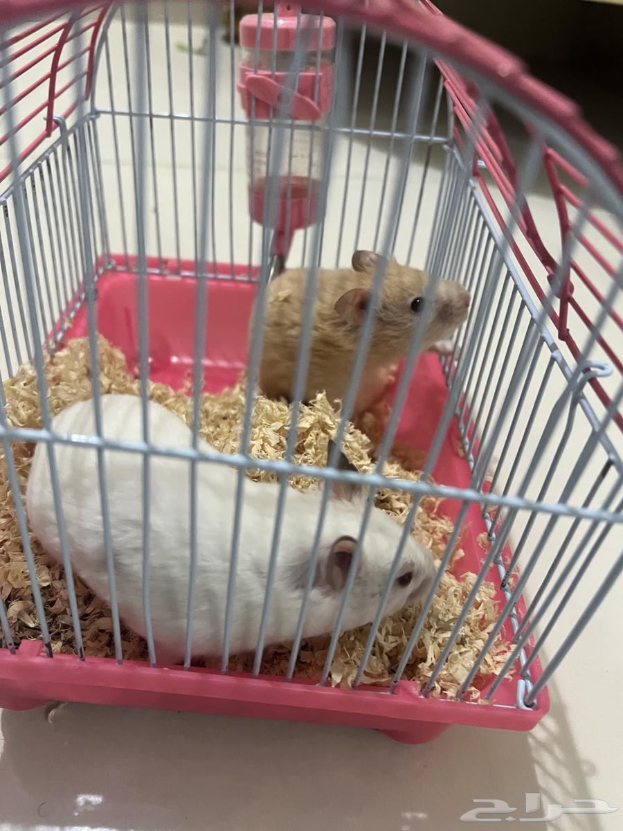 Hamster pair for sale64143478611201113