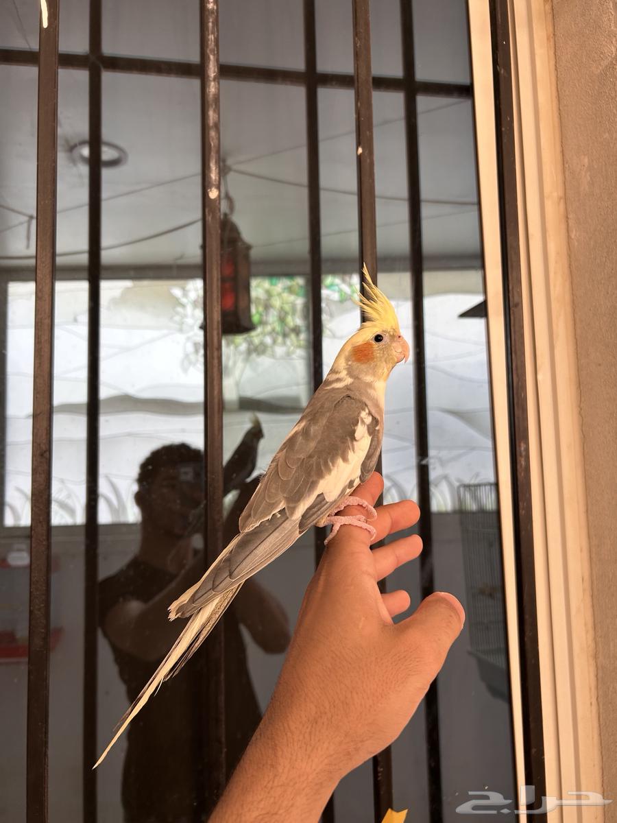 ذكر كروان هاف بايد اليف و متكلم64130100063235110