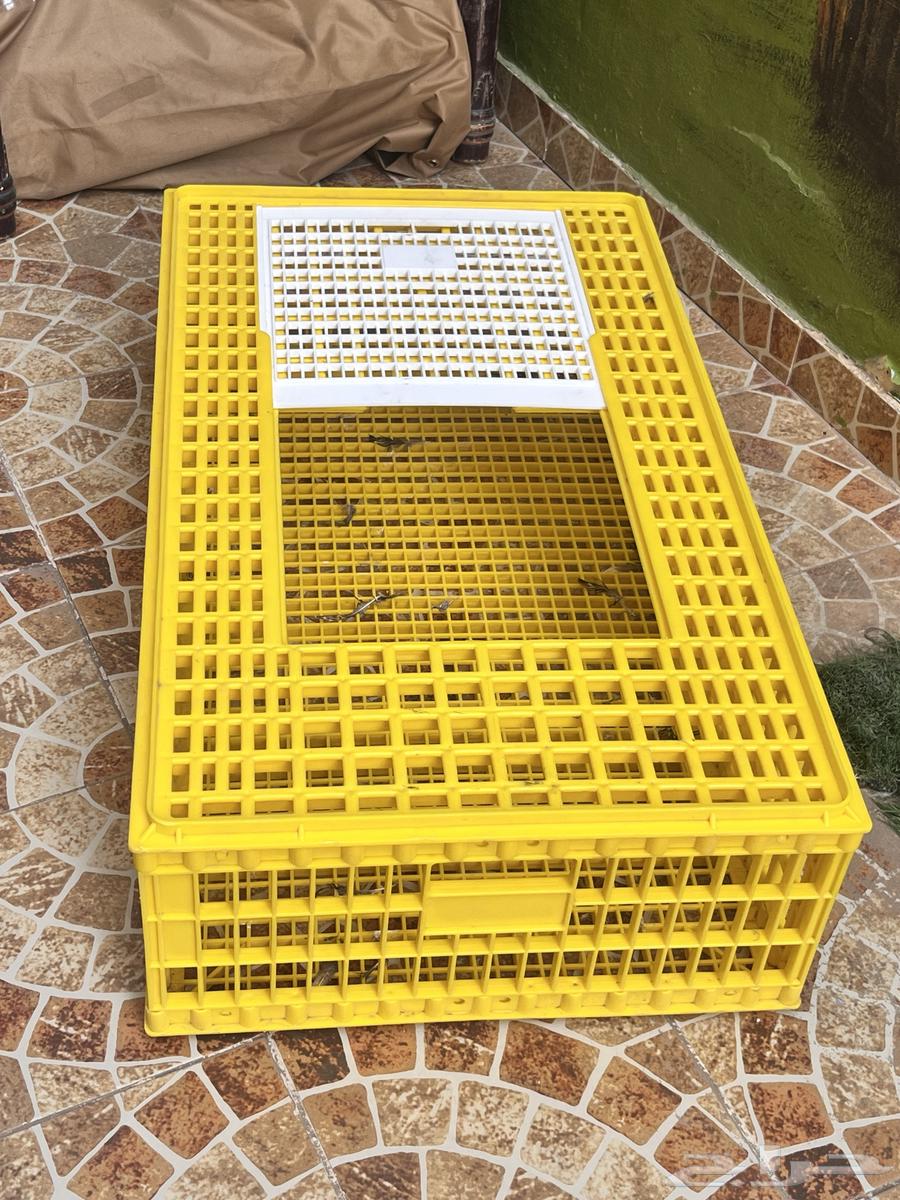 Chicken and pigeon net64142877911298110