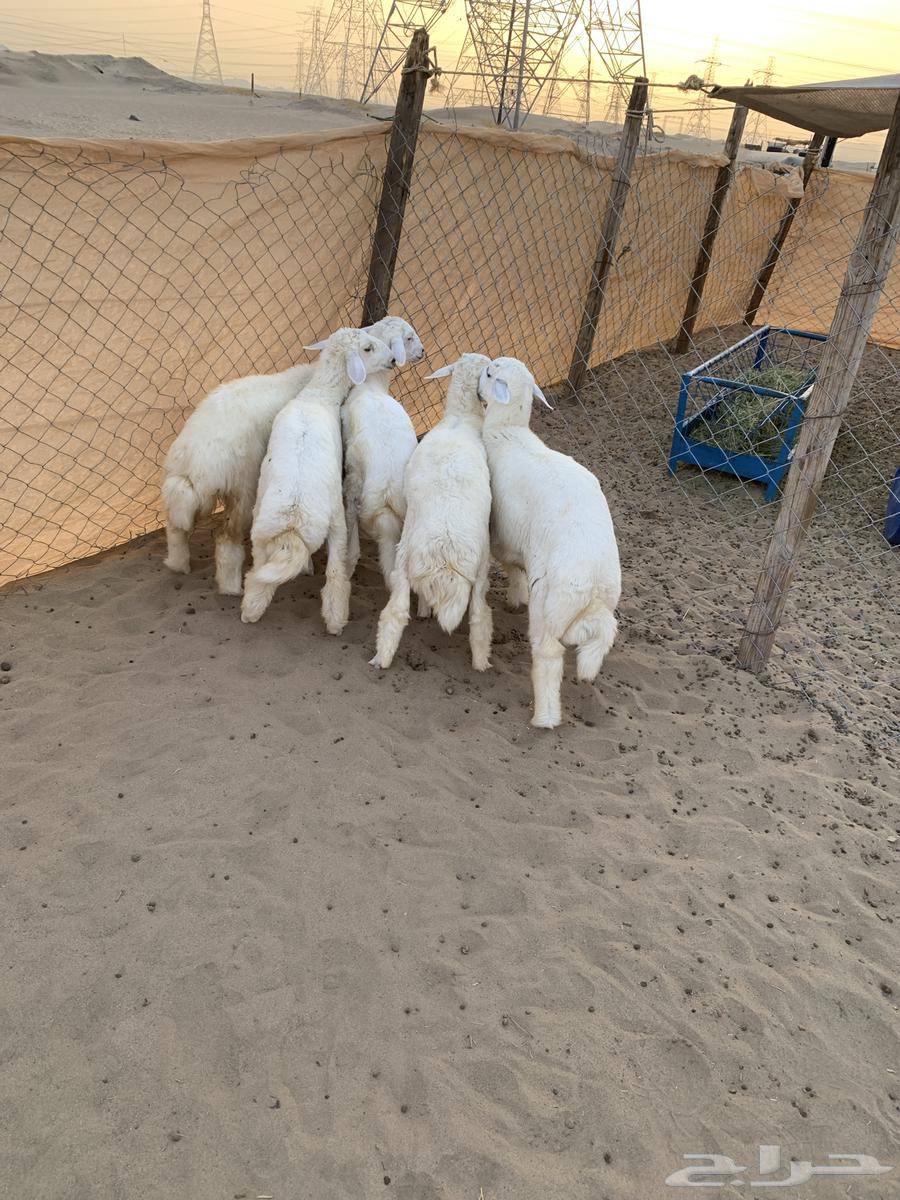 Clean sacrificial sheep64141912039041112