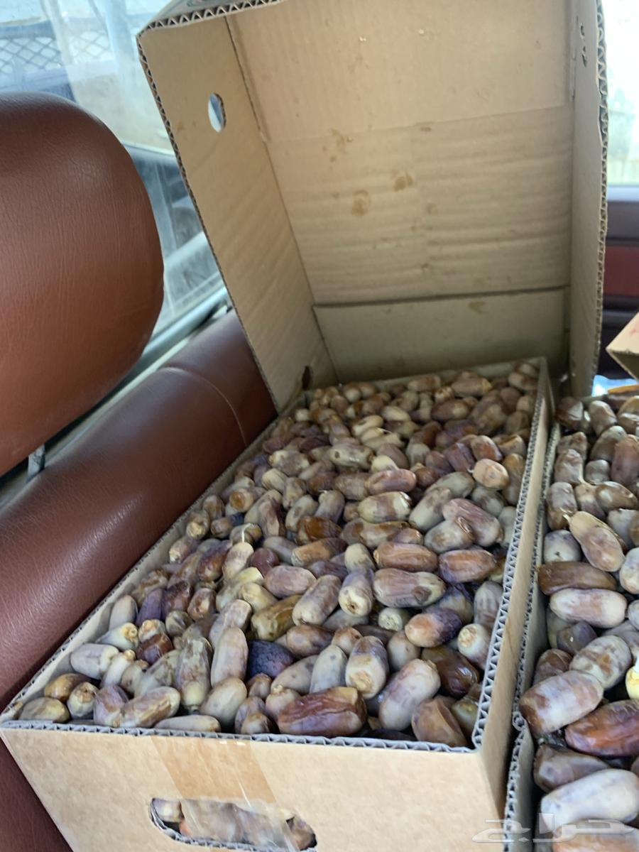 New dates for sale in Taif64127105374210112