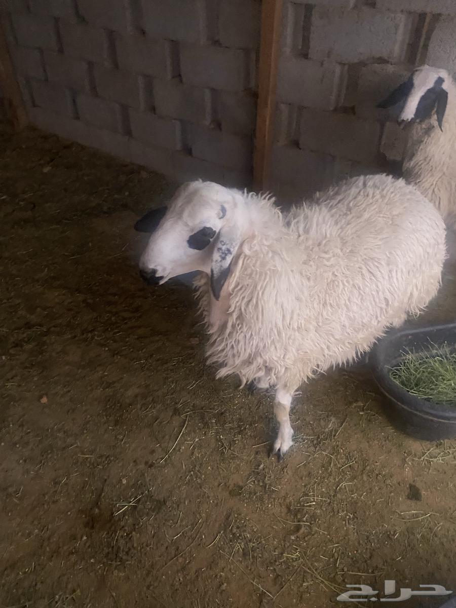 طليان للبيع العد 264141927726722110
