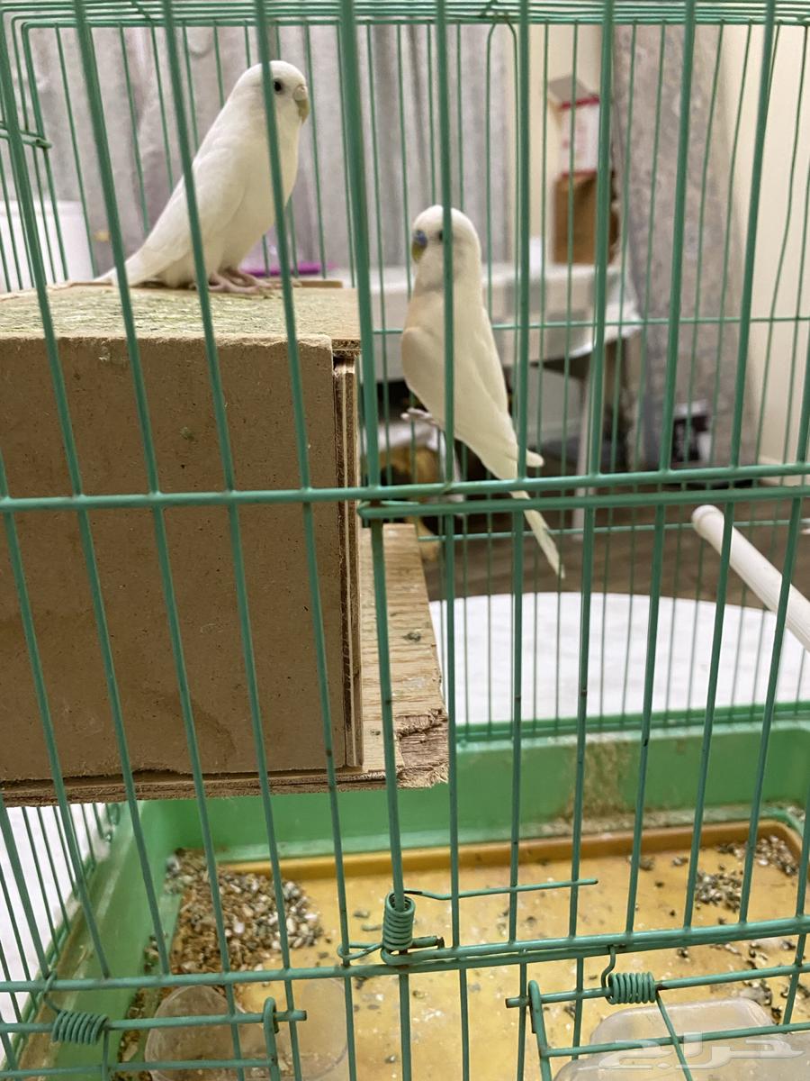 طيور حوب قير اليفت جوز64372346029954112