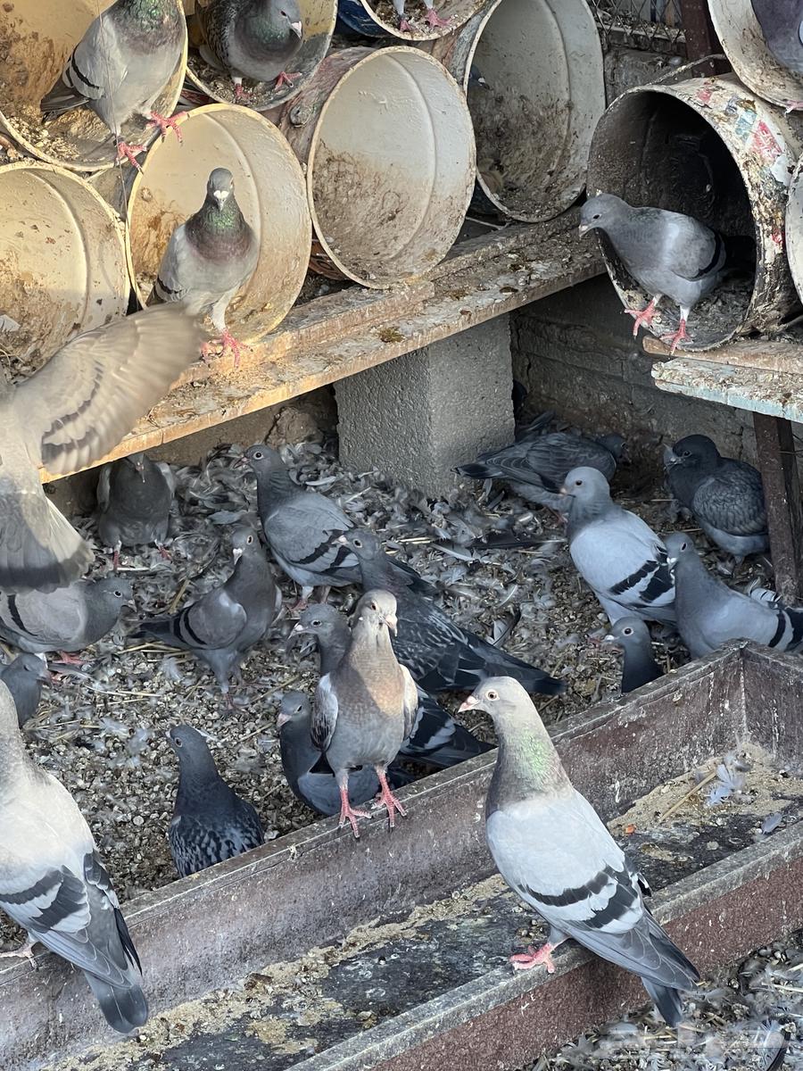 Pigeon squabs and chickens for sale64141530221441113