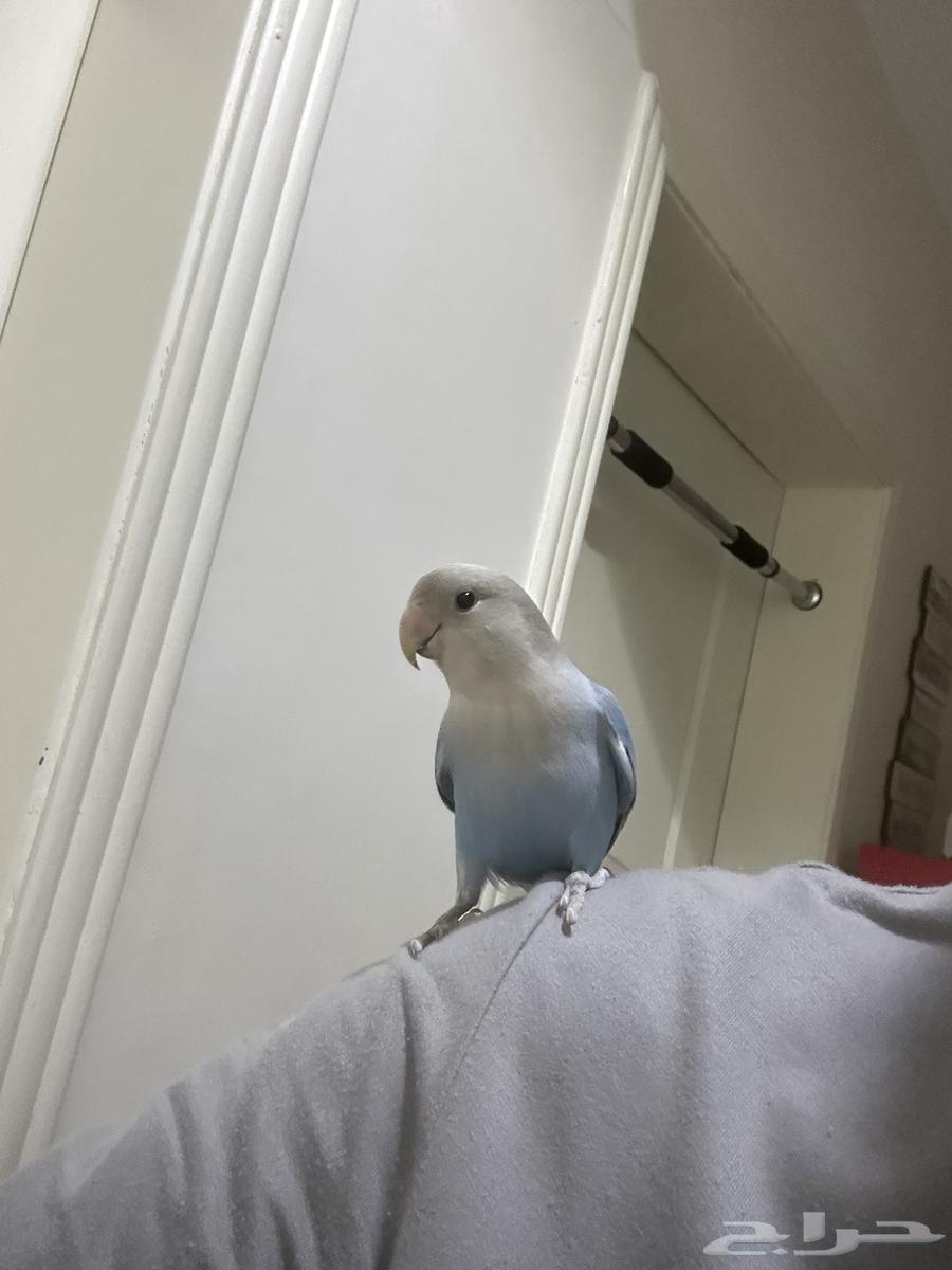 Love Birds, Very Tame, For Sale with Free Cage and Stand64141924218626110