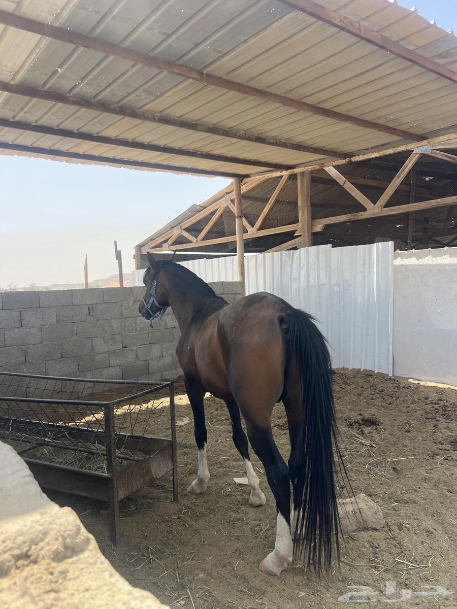 For sale horse64141923477505112