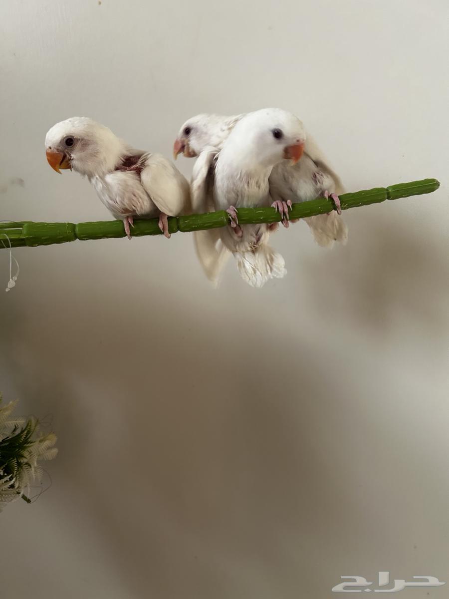 روز مجنونه غر بدايه هدد64141545886723111