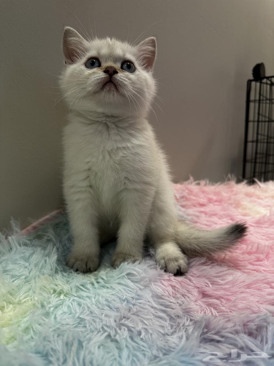 British Scottish (For Sale)63654696057475111
