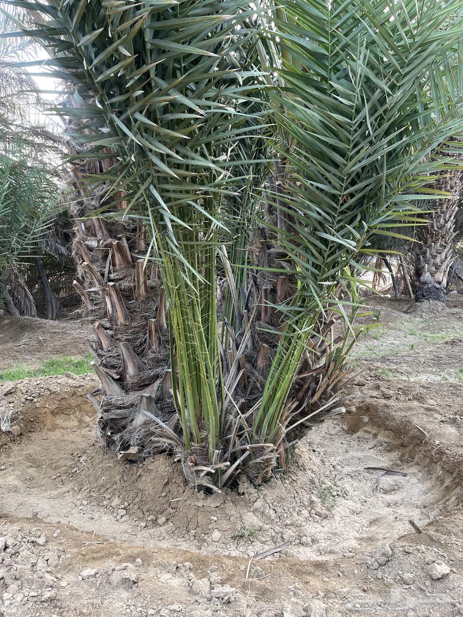فسايل - جثيث صفري64141930839043110