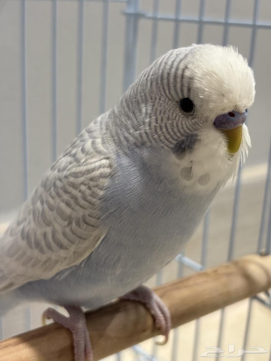 (Sold) Male Budgies (Special Offer)64141527848195112